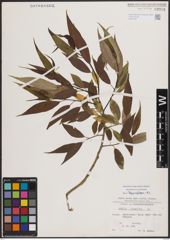 Foto von Salix fragilis L.